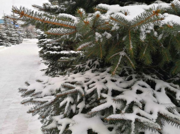 Тюменская область на предстоящий посадочный сезон заготовила 1 тыс. 840 кг семян сосны и 330 кг ели 