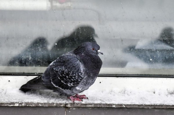 Температурный рекорд тепла для января зафиксировали в Тюменской области