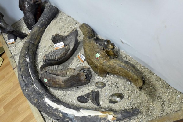 Капитаны бизнеса: в Абатском районе можно создать музей палеонтологии