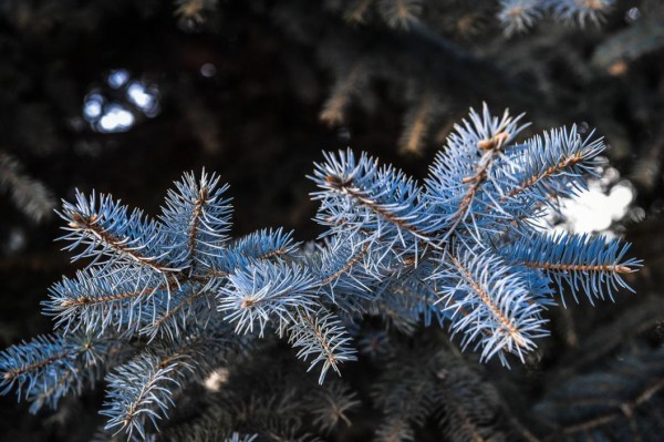 Предприятие восстановит 132 га леса в Упоровском районе по решению суда Предприятие восстановит 132 га леса в Упоровском районе по решению суда