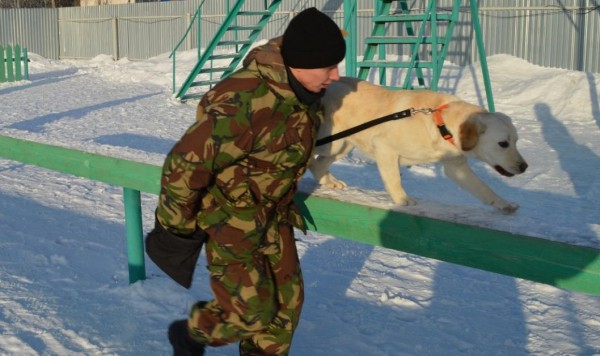 Немецкие и бельгийские овчарки, лабрадоры, спаниели со всей России будут совершенствовать свои розыскные навыки в Тюмени Немецкие и бельгийские овчарки, лабрадоры, спаниели со всей России будут совершенствовать свои розыскные навыки в Тюмени