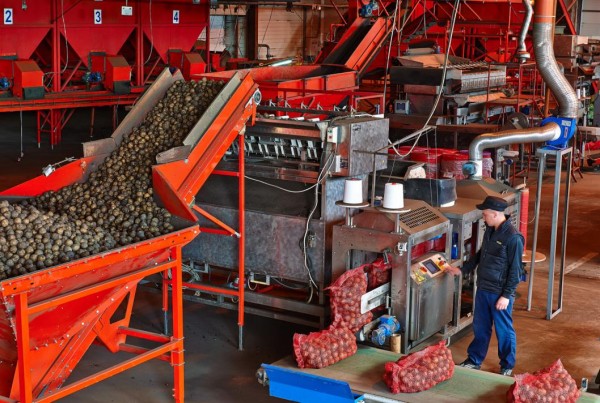 Более трех тонн семян сортового картофеля заказали жители Сладковского района накануне посевной