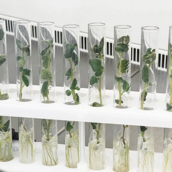 Агрофирма "КРиММ" в Тюменской области использует собственные сорта картофеля 