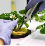 Ферму для выращивания 100 тонн клубники в год строит инвестор в Тюмени