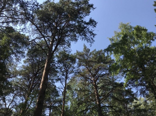 В Тюменской области ужесточают противопожарный режим 