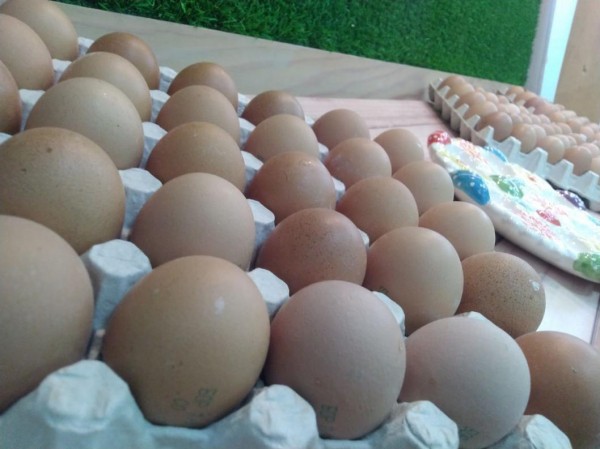 Боровская птицефабрика планирует произвести 223 миллиона яиц в 2022 году