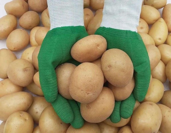 Агрофирма "КРиММ" в Тюменской области использует собственные сорта картофеля 