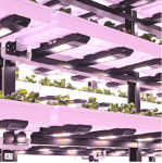 Ферму для выращивания 100 тонн клубники в год строит инвестор в Тюмени