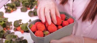 Ферму для выращивания 100 тонн клубники в год строит инвестор в Тюмени