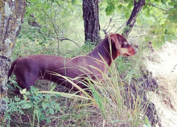 Не менее 130 участников соберет 55-я областная выставка охотничьих собак