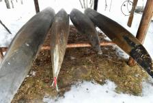 Предпринимателям Тюменской области показали, как эффективно развивать туризм Предпринимателям Тюменской области показали, как эффективно развивать туризм