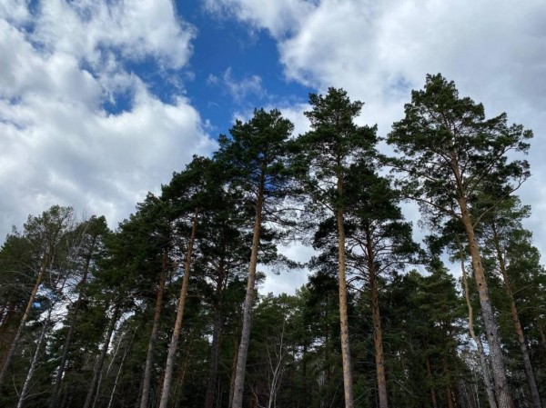 В Тюменской области все лесные пожары ликвидированы