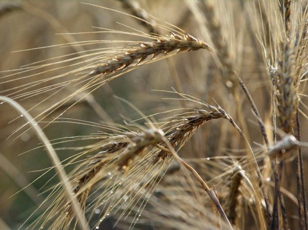 100 тонн пшеницы отправили на экспорт из Заводоуковска в Казахстан