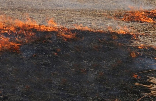 Жителям Тюменской области рассказали, как действовать при обнаружении пожара в лесу