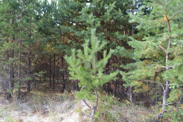 В Тюменском районе высадили 35 тысяч сеянцев сосны на акции "Сад памяти"