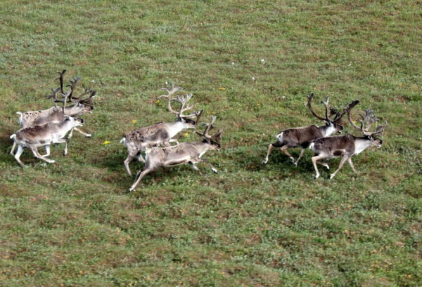 "РН-Уватнефтегаз" реализует программу по сохранению популяции северного лесного оленя