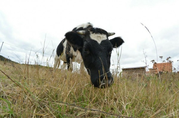 В Тюменской области создают научно-аналитический центр геномной селекции В Тюменской области создают научно-аналитический центр геномной селекции