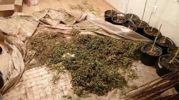 Тюменка устроила в съемной квартире плантацию конопли