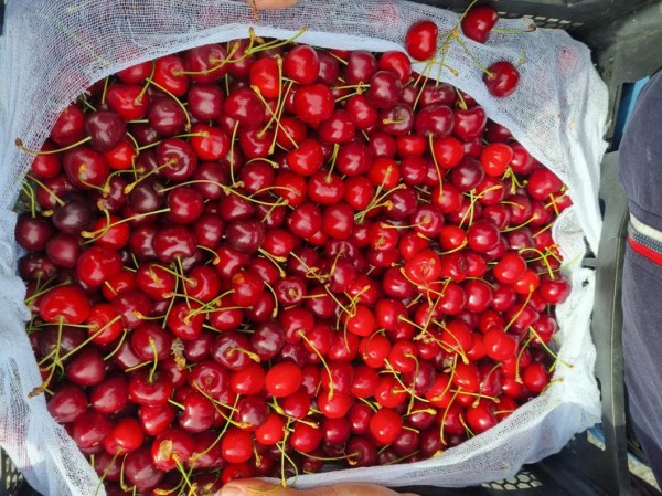 Тюменский предприниматель завез крупную партию черешни и персиков из Киргизии