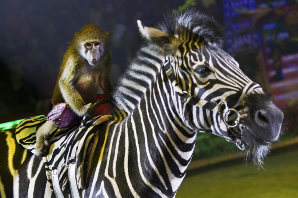 В Тюмени покажут новое уникальное трехчасовое цирковое шоу Гии Эрадзе "Бурлеск" 