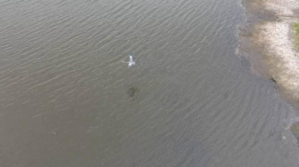 Жители Тюменской области еще успевают наблюдать за полетами серой и белой цапель&nbsp;