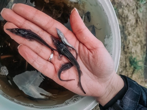 16 тысяч 800 особей стерляди выпустили в Тобол в Ярковском районе