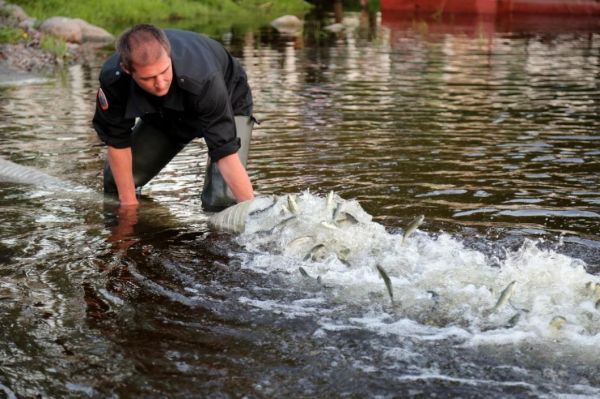 Александр Моор: рыболовство и рыбоводство играют особую роль в экономике региона