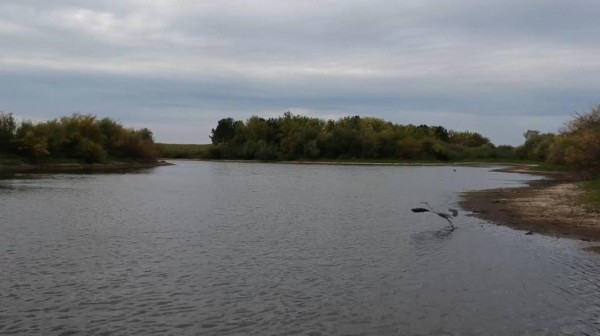 Жители Тюменской области еще успевают наблюдать за полетами серой и белой цапель&nbsp;