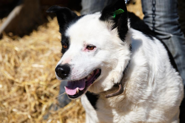 Тюменцы могут помочь приюту "Лучший друг" кормами и игрушками Тюменцы могут помочь приюту "Лучший друг" кормами и игрушками