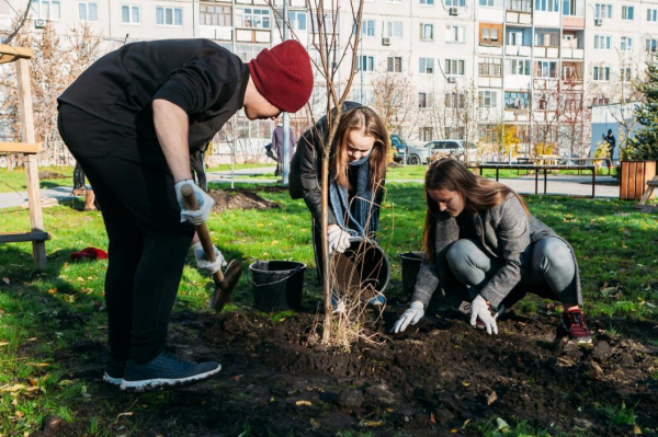 Тополя без пуха сажают в Тюмени и еще 20 видов деревьев и кустарников
