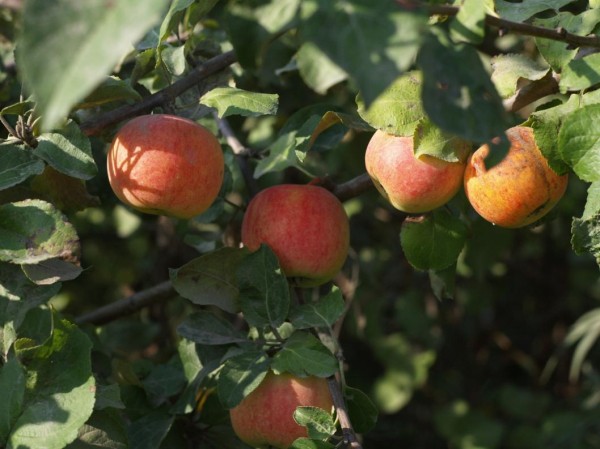 Борщ и шарлотка для тюменцев стали дешевле