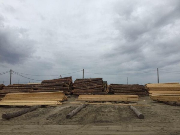 В Тюменской области пресекли нелегальный вывоз трех тонн лесоматериала 