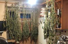 На "ферме" тюменки обнаружили 5 кг марихуаны и 23 грамма гашиша На "ферме" тюменки обнаружили 5 кг марихуаны и 23 грамма гашиша