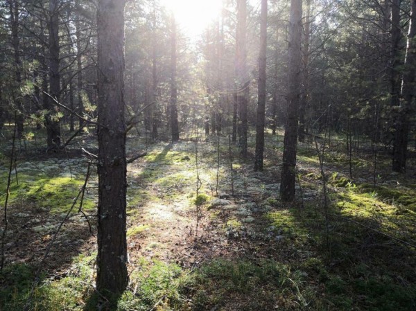 Заблудившуюся в лесу пожилую жительницу Тюменской области нашли мертвой Заблудившуюся в лесу пожилую жительницу Тюменской области нашли мертвой