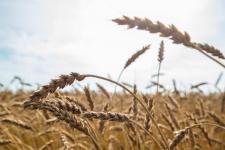 200 миллионов рублей предусмотрели на субсидирование закупок сельхозтехники в Тюменской области