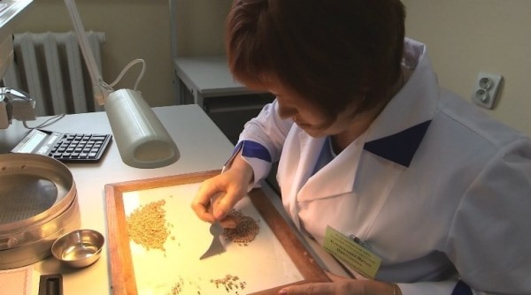 Более 970 тонн пшеницы и ячменя отправили аграрии Тюменской области в Казахстан