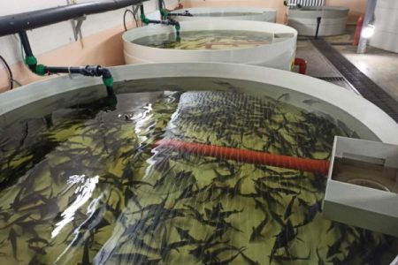 Попробовать черную икру из Червишево жители Тюменской области смогут в 2023 году