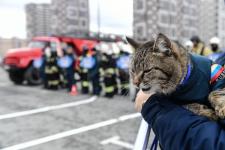 Поднимали квадроцикл и тянули КамАЗ: в Тюмени провели первый турнир "Сильнейший пожарный: Кубок огня"