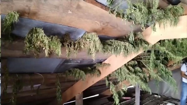 Плантацию конопли нашли тюменские полицейские в селе Антипино