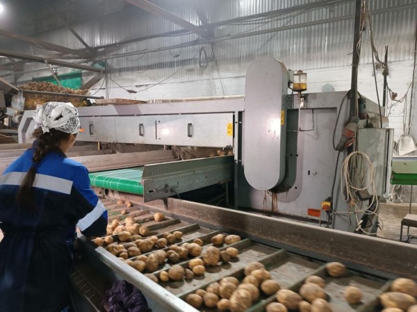 В Тюменском районе урожай зерна и зернобобовых собран с 84% полей