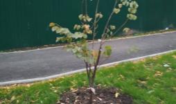 Подъездные пути и тротуары обновили у детсада № 112 в Тюмени