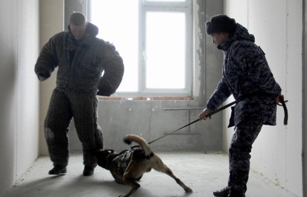 В Тюмени проходят подготовку кинологи Росгвардии со всей страны