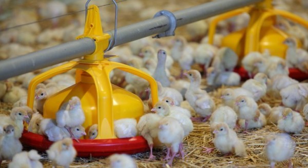 Владимир Путин примет участие в запуске племенного репродуктора индейки в Тюменской области