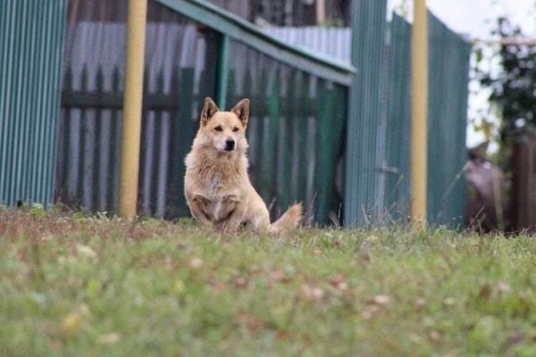 В селе Борки Тюменского района установлен карантин по бешенству животных В селе Борки Тюменского района установлен карантин по бешенству животных