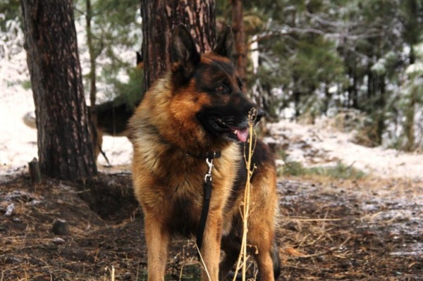 В Тюмени проходят подготовку кинологи Росгвардии со всей страны