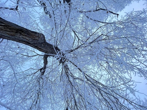 В Тюмени деревья к Новому году "оделись" в куржак