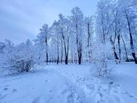 В Тюмени деревья к Новому году "оделись" в куржак