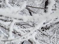 В Тюмени деревья к Новому году "оделись" в куржак