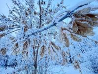 В Тюмени деревья к Новому году "оделись" в куржак