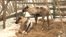 Сбежавшего северного оленя ищут в Тюмени